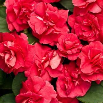 Rockapulco&reg; 'Red' -Impatiens walleriana (Double Impatiens)
