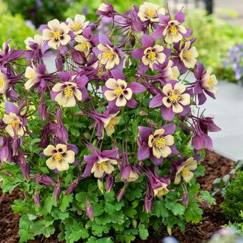 Earlybird&trade; 'Purple Yellow' -Aquilegia caerulea (Columbine)