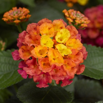 Bandana&reg; 'Rose' -Lantana camara