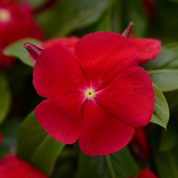 Titan&trade; 'Really Red' -Catharanthus roseus (Vinca, Periwinkle)