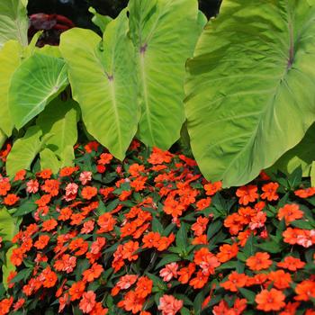 SunPatiens&reg; Orange -Impatiens 