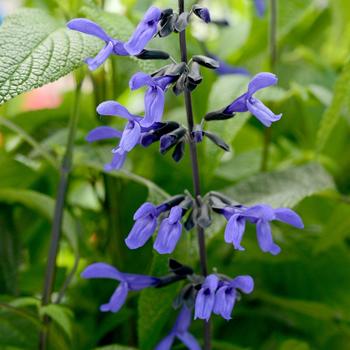 'Black & Bloom' Sage -Salvia guaranitica