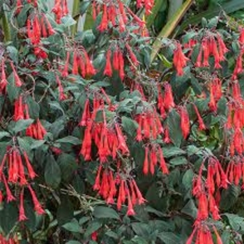'Gartenmeister Bonstedt' -Fuchsia 