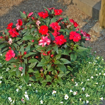 SunPatiens&reg; Red -Impatiens 