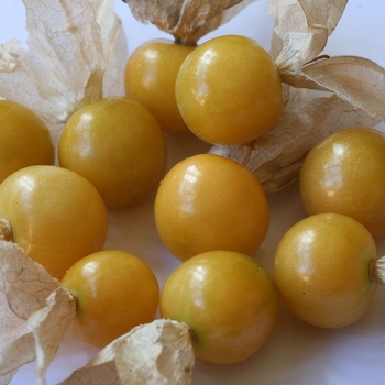 'Little Lanterns' Sweet Ground Cherry -Physalis edulis