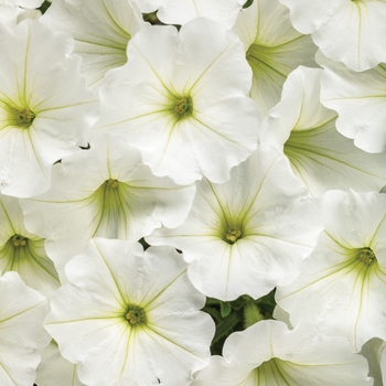 Supertunia Vista&reg; 'Snowdrift&trade;' -Petunia 
