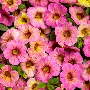 Superbells&reg; 'Prism&trade; Pink Lemonade' -Calibrachoa 
