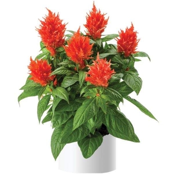 Kelos&reg; 'Fire Orange' -Celosia spicata (Cockscomb)
