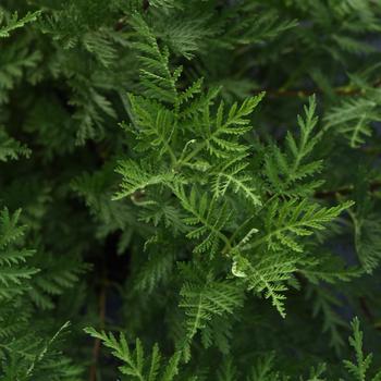 SunFern&trade; Olympia -Artemisia gmelinii
