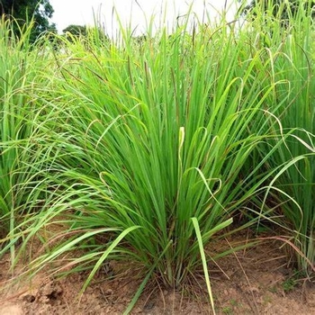 Lemongrass -Cymbopogon flexuosus