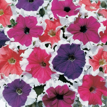 Frost&trade; 'Mix' -Petunia grandiflora