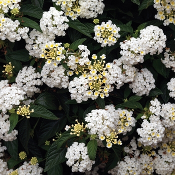 Bandana&reg; 'White' -Lantana camara