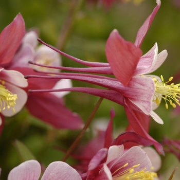 'Spring Magic Rose & Ivory' Columbine -Aquilegia 