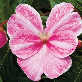 Sonic&reg; 'Magic Pink' -Impatiens hawkeri (New Guinea Impatiens)