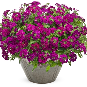 Superbena Royale&reg; 'Plum Wine' -Verbena 