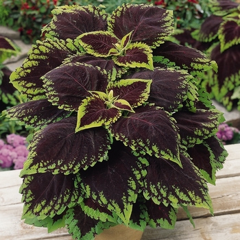 Kong&reg; 'Scarlet' -coleus scutellarioides
