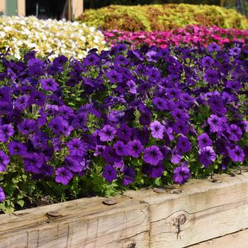E3 Easy Wave&reg; 'Blue' -Petunia 