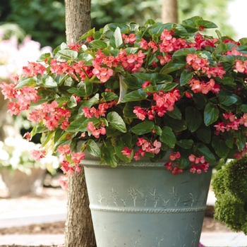 Dragon Wing&reg; 'Pink' -Begonia 