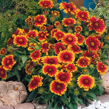'Arizona Sun' Blanket Flower -Gaillardia 