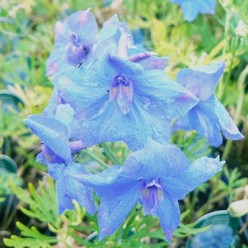 'Blue Butterfly' Chinese Larkspur -Delphinium grandiflorum