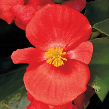 Bada Bing&reg; 'Scarlet' -Begonia semperflorens