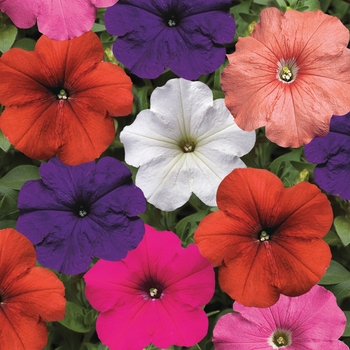 Hurrah&trade; 'Mix' -Petunia multiflora