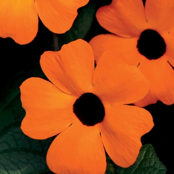 'Orange A-Peel&reg;' Black-Eyed Susan Vine -Thunbergia alata
