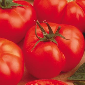 'Beefmaster' Tomato -Lycopersicon esculentum