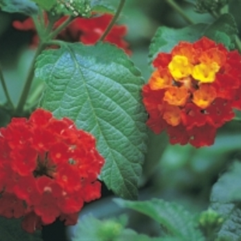 'Dallas Red' -Lantana camara
