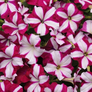 Easy Wave&reg; 'Burgundy Star' -Petunia 