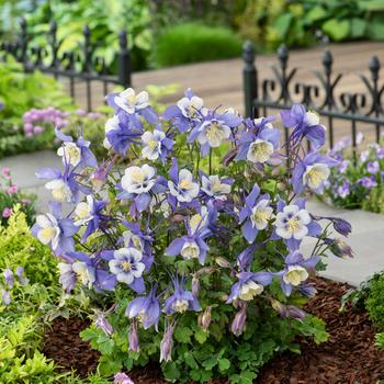 Earlybird&trade; Blue White -Aquilegia caerulea (Columbine)