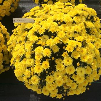 Belgian&reg; 'Padre Yellow' -Chrysanthemum x morifolium (Mum)
