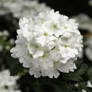 Lanai&reg; 'White' -Verbena 