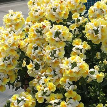 Aroma Yellows&trade; 'Banana Split' -Nemesia 