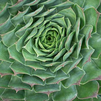 Supersemp&reg; 'Emerald' -Sempervivum (Hens and Chicks)