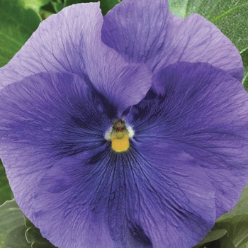 Delta&trade; Premium 'Pure Light Blue' -Viola x wittrockiana (Pansy)
