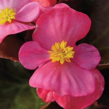 Bada Boom&reg; 'Rose' -Begonia semperflorens