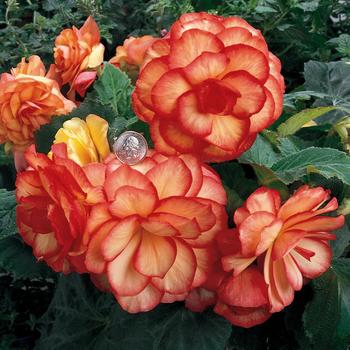 Nonstop® 'Sunset' -Begonia x tuberhybrida (Tuberous Begonia)