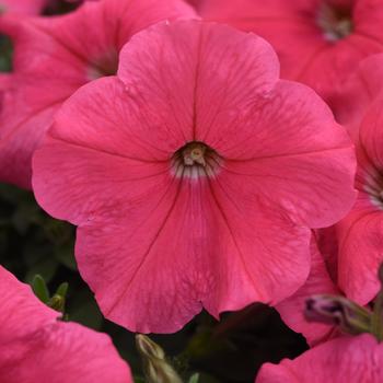 E3 Easy Wave&reg; 'Coral' -Petunia 