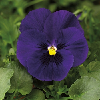Delta&trade; Premium 'Deep Blue' -Viola x wittrockiana (Pansy)