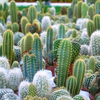 'Multiple Varieties' Cactus -Opuntia 