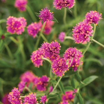 Truffula™ 'Pink' -Gomphrena pulchella (Globe Amaranth)