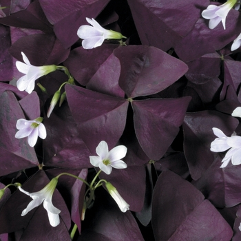 Charmed&reg; 'Wine' -Oxalis (Shamrock)