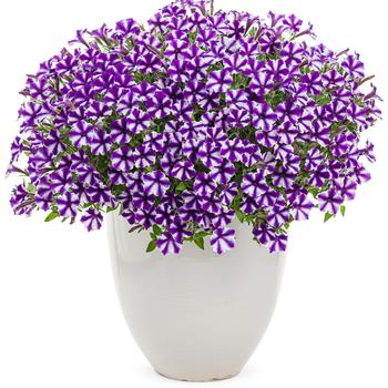 Supertunia® Mini Vista™ 'Violet Star' -Petunia 