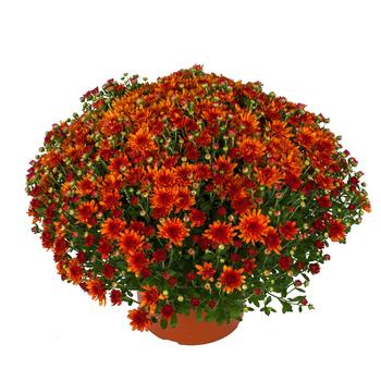 Wanda&trade; Bronze Garden Mum -Chrysanthemum x morifolium