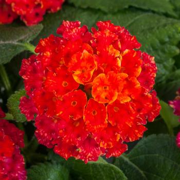 Bandana® 'Black Cherry' -Lantana camara