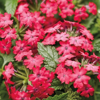 Superbena Royale&reg; 'Iced Cherry' -Verbena 