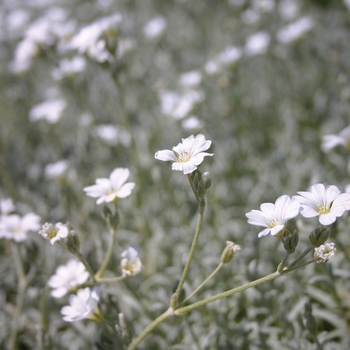 'Yo Yo' Snow in Summer -Cerastium tomentosum