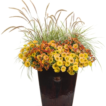 Sunsatia&reg; 'Blood Orange&trade;' -Nemesia 