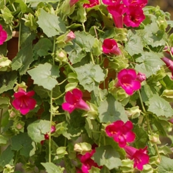 Lofos&reg; 'Compact Rose' -Lophospermum 